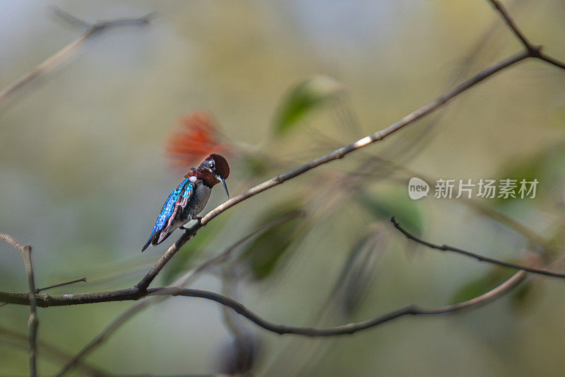 蜜蜂蜂鸟，Zunzuncito o Pajaro mosca， (Calypte helenae)， Colibri d'Éléna。